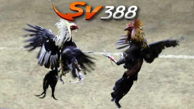 Đá gà chuyên nghiệp sv388